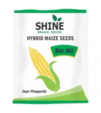 Maize Rise-202